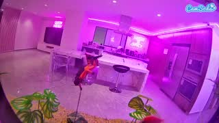 @voyeurcam-casa-salsa-fishtank Snapshot • 2026-01-10 07:50