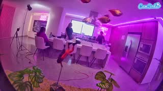 @voyeurcam-casa-salsa-fishtank Snapshot • 2026-01-13 17:22
