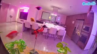 @voyeurcam-casa-salsa-fishtank Snapshot • 2026-01-14 07:22