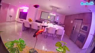 @voyeurcam-casa-salsa-fishtank Snapshot • 2026-01-14 07:23