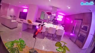 @voyeurcam-casa-salsa-fishtank Snapshot • 2026-01-15 23:14