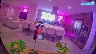 @voyeurcam-casa-salsa-fishtank Snapshot • 2026-01-16 19:21