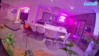 @voyeurcam-casa-salsa-fishtank Snapshot • 2026-01-23 04:34