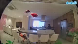 @voyeurcam-casa-salsa-fishtank Snapshot • 2026-02-02 12:29