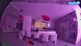 @voyeurcam-casa-salsa-fishtank Snapshot • 2026-02-09 00:43