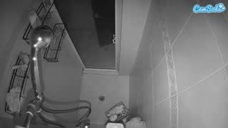 @voyeurcam-baileybase-shower Snapshot • 2026-02-11 14:29