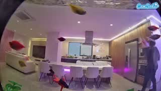 @voyeurcam-casa-salsa-fishtank Snapshot • 2026-02-12 11:41