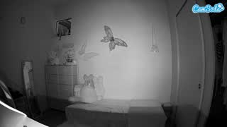 @voyeurcam-lolavalentine23 Instantaneu • 2026-02-25 06:16